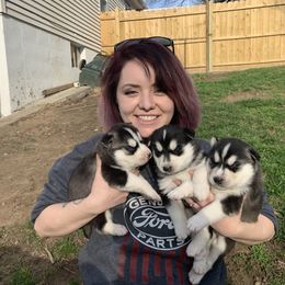Siberian Husky Puppies from Addicted to the husky life