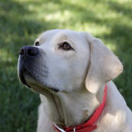 Chihuahuas and Labrador Retrievers from Gold Country Chihuahuas