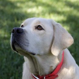 Chihuahuas and Labrador Retrievers from Gold Country Chihuahuas