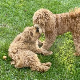 Cockapoo Puppies from Lulu's Cockapoos