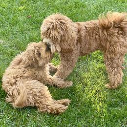 Cockapoo Puppies from Lulu's Cockapoos
