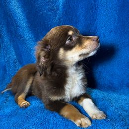 Girl 1 - Red tri female Miniature Australian Shepherd puppy in Hokes Bluff, Alabama from Alegria Toy Aussies