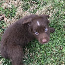 Australian Shepherd Puppies from Azzo Aussies