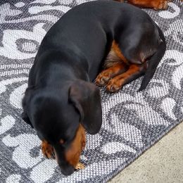 Poppy - Dachshund