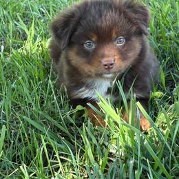 Sheldon - Red tri male Toy Australian Shepherd puppy in Smithville, Arkansas from Cooper Creek Aussies