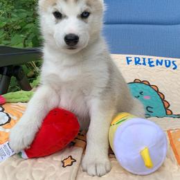 Siberian Husky Puppies from Canace Siberians