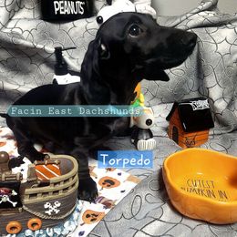 Torpedo - Black male Dachshund puppy in Selma, North Carolina from Facin East Dachshunds