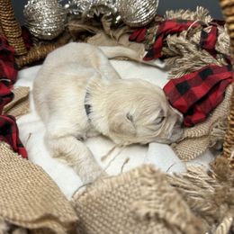 Grey Collar - Light golden male Golden Retriever puppy in Stedman, North Carolina from Wise-Taylor Goldens
