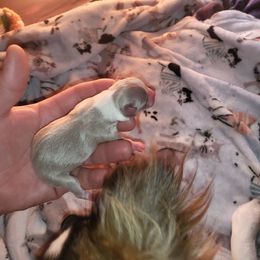 Boy 4 - Chihuahua puppy in Gray, Louisiana from Chi Chi's Place