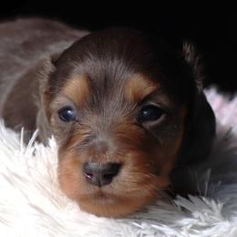Celeste - Blue and tan female Dachshund puppy in Azle, Texas from American Dachshunds