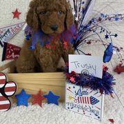Boy 8 Trusty - Red Irish Doodle puppy in Galloway, Ohio from Heavenly Poodles
