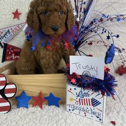Boy 8 Trusty - Red Irish Doodle puppy in Galloway, Ohio from Heavenly Poodles