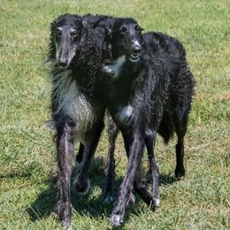 Borzoi and Silken Windhound All Grown Up from Perla Silken Windhounds & Borzoi