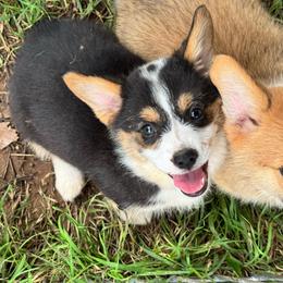 Remi - Black and tan female Pembroke Welsh Corgi puppy in Millsap, Texas from Punchy Pembroke Ranch