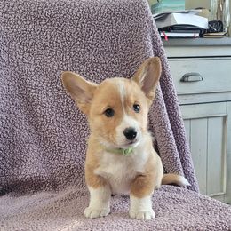 Pembroke Welsh Corgi Puppies from Seegrist Family Puppies