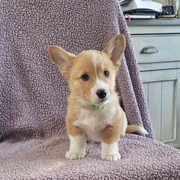 Pembroke Welsh Corgi Puppies from Seegrist Family Puppies