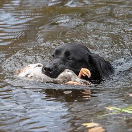 TBD - Labrador Retriever
