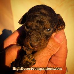 Mr. Potts - Red phantom male Aussiedoodle puppy in Dolan Springs, Arizona from High Desert Companions