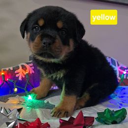 Yellow girl - Black and mahogany female Rottweiler puppy in Lake City, Florida from Haus Der Wut Kennels
