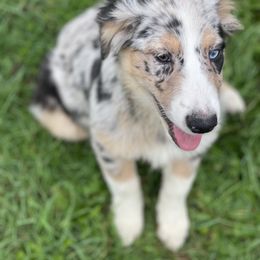 Sammy - Blue merle Australian Shepherd puppy in Otis, Oregon from Heritage Hill Aussies