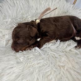 Louis Vitton (tan) - Chocolate male Cavapoo puppy in West Haven, Utah from Harper Haven Cavapoos & Doodles