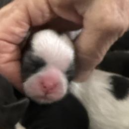 Keagan - Black and white female Shih Tzu puppy in Tallahassee, Florida from Bows and Bow Ties