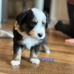 Onyx - Black tri male Miniature Australian Shepherd puppy in Austin, Texas from Dripping Springs Mini Aussies