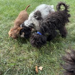 Aussiedoodle, Miniature Australian Shepherd, Poodle, and Toy Australian Shepherd Puppies from Mowry Creek Mini Aussiedoodles and More