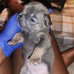 French Bulldogs from Celebrity Kennels