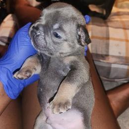 French Bulldogs from Celebrity Kennels