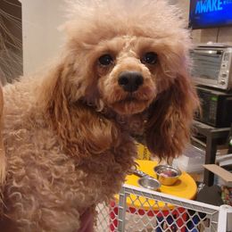 Reba - Poodle