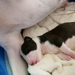 Bull Terrier and Staffordshire Bull Terrier Puppies from Terri Cournoyer