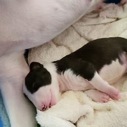 Bull Terrier and Staffordshire Bull Terrier Puppies from Terri Cournoyer