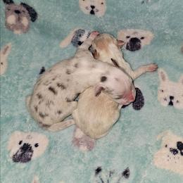 Blonde boy 1 - Gold male Border Collie puppy in Springtown, Texas from CRL Farms