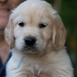 Boy 3 - male Golden Retriever puppy in Hayward, California from East Bay Golden Retrievers