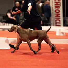 Bougie - Weimaraner