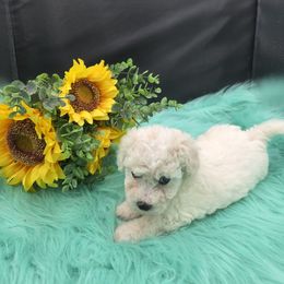 Girl 3 - White and apricot female Bichon Frise puppy in Selma, North Carolina from Havenkennels