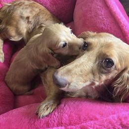 Shortcake - Dachshund