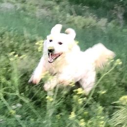 Golden Retrievers from Hazel at Flooful Farms