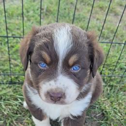 Red Tri Male 1 - Red tri-color male Australian Shepherd puppy in Crossville, Alabama from Bluff View Aussies