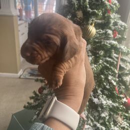 Waffle - Chocolate and tan male Dachshund puppy in Raleigh, North Carolina from Capital City Dachshunds