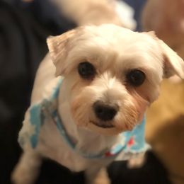 Smores - Maltese