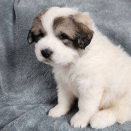 Gunnar - Great Pyrenees puppy from Flewelling Great Pyrenees