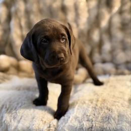 Nova - Chocolate female Labrador Retriever puppy in Sweet Home, Oregon from Knotty Creek Labradors