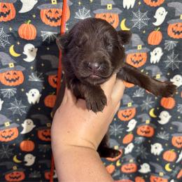 Vixen - Liver female German Shepherd puppy in Watervliet, Michigan from M&M Shepherd Farms
