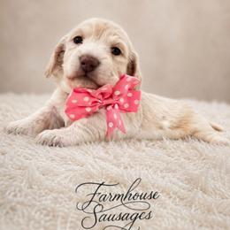 Purple Collar - AKC Female - Cream female Dachshund puppy in Nashville, Tennessee from Farmhouse Sausages - Located in TN delivers all over US