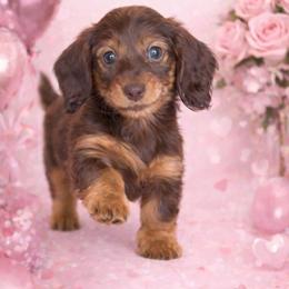 Bonnie - Chocolate and tan female Dachshund puppy in Alexander, North Dakota from Wild Rose Ridge Doxies