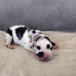 Billie - Harlequin Great Dane puppy in Marshall, Michigan from Dream K9