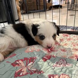 Boy 2 Aussie - Blue merle male Miniature Australian Shepherd puppy in Pensacola, Florida from TNT MINI AUSSIES