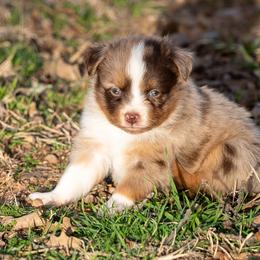 Miniature American Shepherd, Miniature Australian Shepherd, and Toy Australian Shepherd Puppies from Best Little Aussies